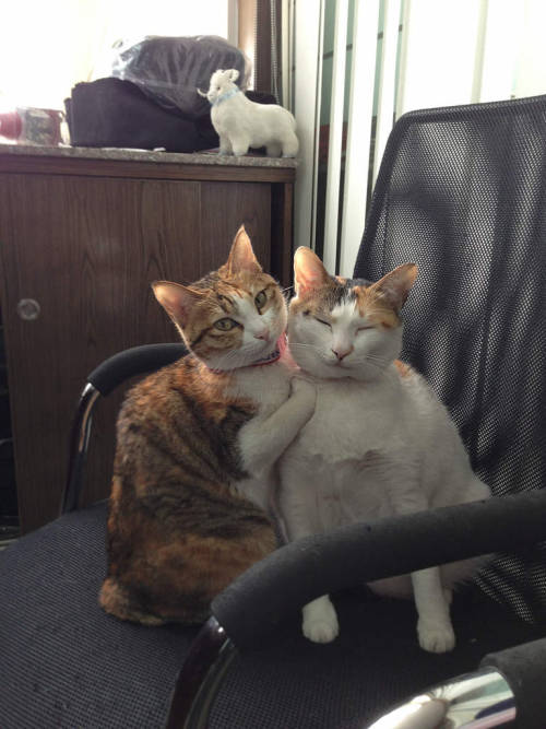 canisantiquus: unimpressedcats: Your mother and I are so proud Lesbian cats.See: tortoiseshell patte