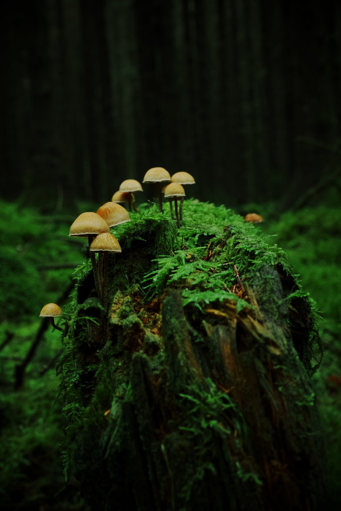 firmamente:
“Not Mushroom on this Mossy Stump by Paul Harris
”