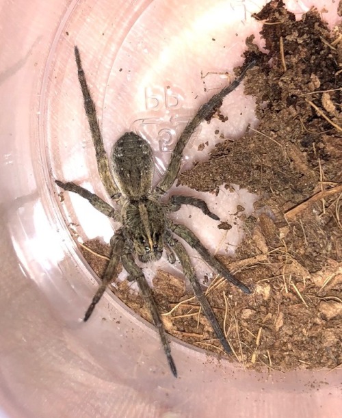 Tigrosa helluo, WC wolf spider from Pennsylvania.