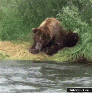 just-bears-here:sploosh