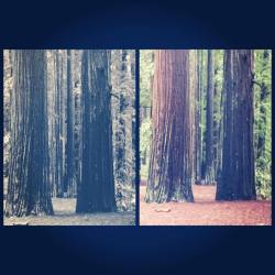 #creepy #redwoods #mendo #moemeatproductions