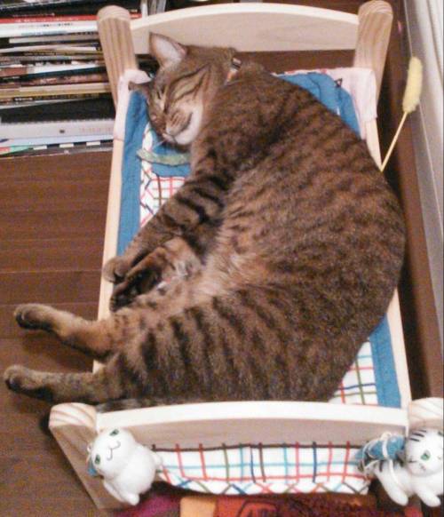 Cats in beds. So cute! ))http://funnycatsgif.com/