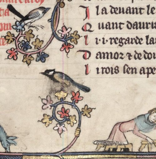 english-idylls:Birds in a Medieval manuscript.