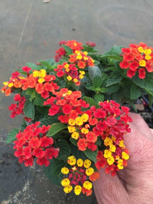 Lantana camara ‘Florida Red Mound’