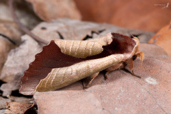 finofilipino:  Aquí tenéis otra maravilla de la naturaleza. Puedes pensar que estas viendo una hoja seca, pero no. Esas preciosidades son polillas, más concretamente Uropyias meticulodinas, de la familia de las Notodontidae. Encontradas en algunas