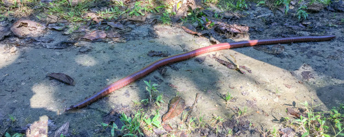 onenicebugperday:  onenicebugperday:  Giant earthworms, Martiodrilus sp.,  Glossoscolecidae