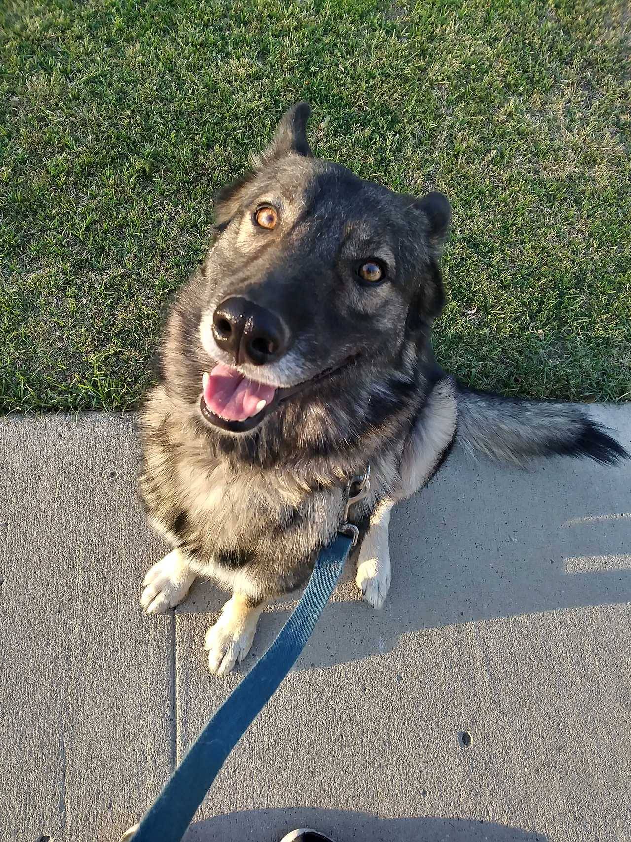 This is my silly baby girl Castiel(itslonewolfgamer)she belongs in a fashion show