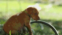 hordies4lyfe:   Puppies, puppies, &amp; more puppies! Little Labradors running around everywhere!    