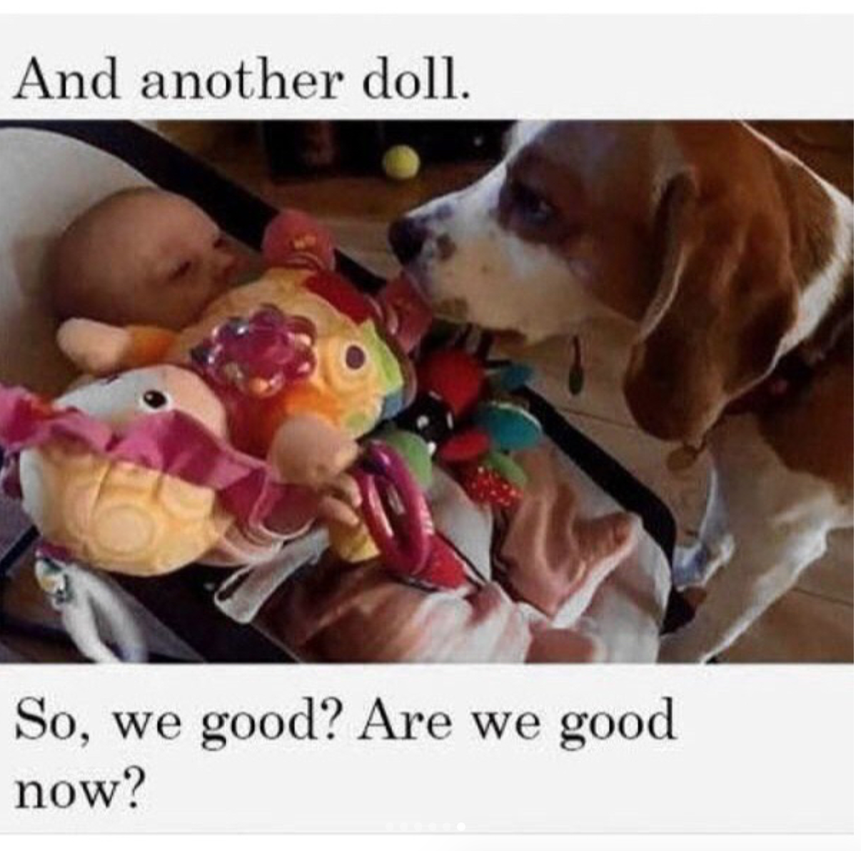babyanimalgifs:  Charlie is a good boy