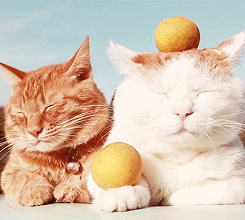 kittycatdaily:   [x]  