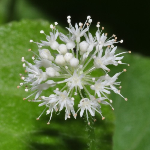 APIACEAE FAMILY (celery): Most known for the compound umbels (the stems of the flowers cluster from 