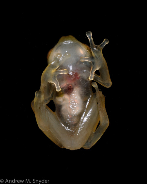 Glass frogs hold no secretsMother Nature Network Photographer Andrew Snyder writes,This glass frog