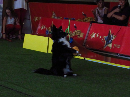 Ultimutts Pet Show.This Oreo.This what happens when you cross a Corgi with a Border Collie.You get a