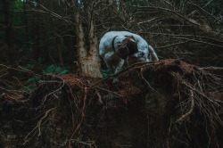 danielodowd:  Charlie likes to climb