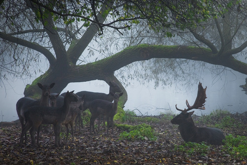 magicalnaturetour: Adamec