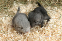 dailychinchilla:  (via)