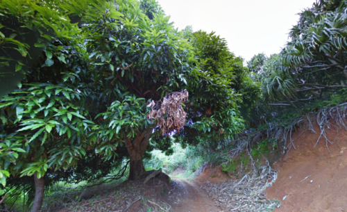 oessa:pitcairn island / google street view-25.0665881,-130.1153239