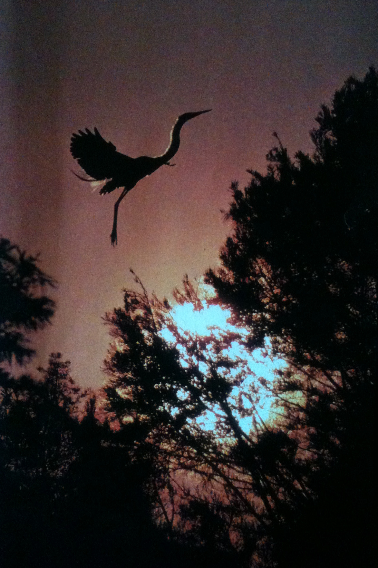 justenoughisplenty:  The silhouette of a great egret rises above a rookery. National