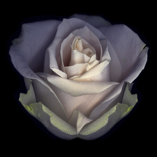 “White Rose” ©John Grant, 2020