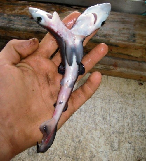 rhamphotheca: This two-headed blue shark fetus was removed from its mother by fisherman Christopher