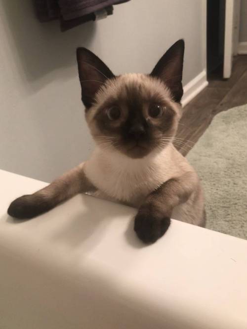 cuteness&ndash;overload:Sagwa when she was a baby!Source: bit.ly/2X2bPaI