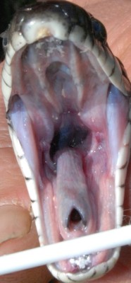 scumstains:  flygex-eatin-on-softies:  PUBLIC SERVICE ANNOUNCEMENT!99% of snake bites DO NOT HURT.  See that photo?  Do you see any teeth? Snakes DO have teeth, but they are small, thin and needle-like.  They make tiny little perforations that heal