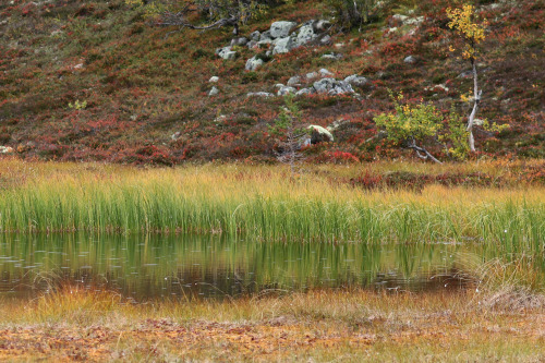 Tangådalen and surrounding areas in Fulufjället National Park, Dalarna, Sweden.