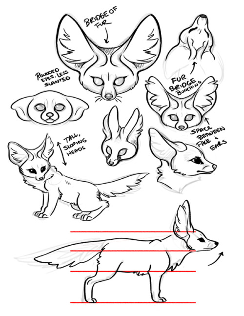 Was doing some studies for a fennec fox I intended to model/rig/animate.