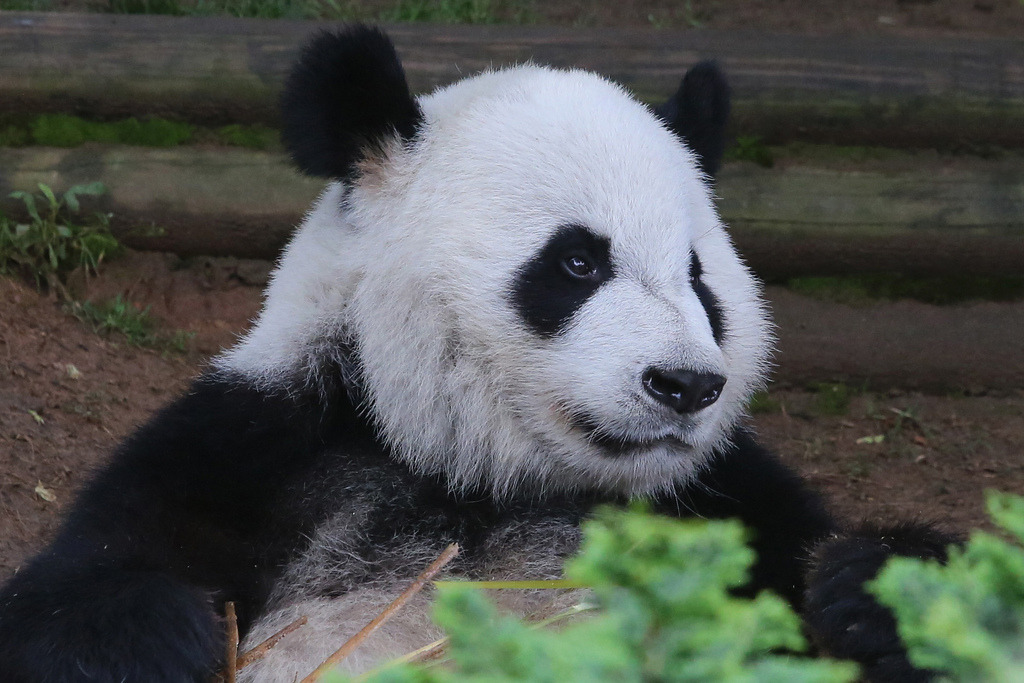 giantpandaphotos:  Po (top) and Xi Lan (bottom) at Zoo Atlanta in Georgia, US, on