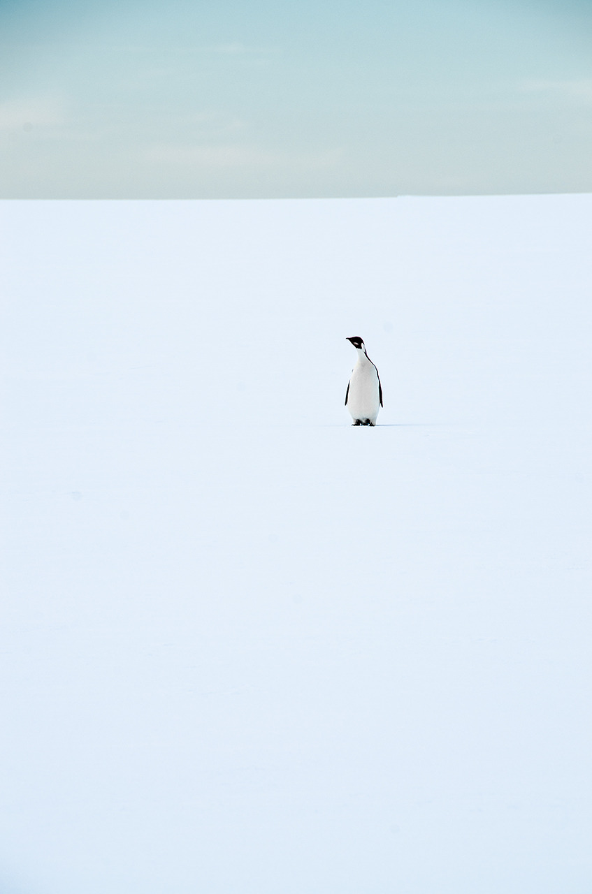 103daysofdarkness:  Lonely Penguin Saw this chap a while back wandering alone on