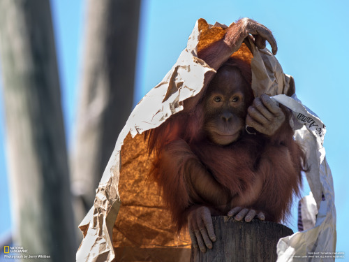 Entertaining Orangutan A young orangutan at the Audubon Park Zoo in New Orleans entertained a crowd 