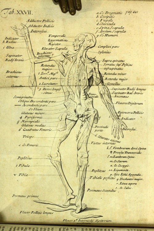 Early 18th Century AnatomyJAMES DRAKEAnthropologia nova; or a new system of anatomy describing the a