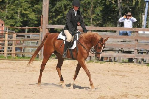 all-the-horses:Avellana QahiraL.M. Libretto X ShamalArabian, MareBorn 2002