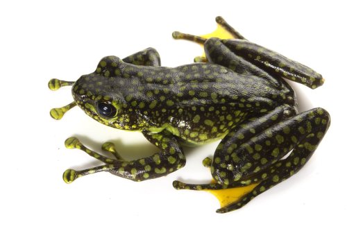 sitting-on-me-bum:  The aptly named splendid torrent frog (Amolops splendissimus).Image credit: Jodi Rowley © Australian Museum  