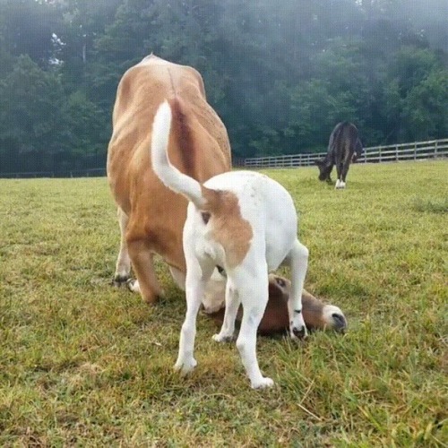 awwww-cute:  Cows are just big dogs (Source: adult photos