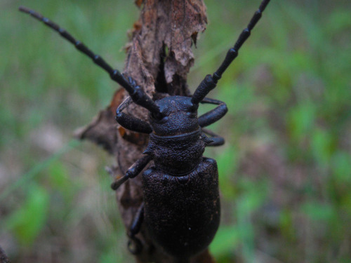 Lamia Textor
