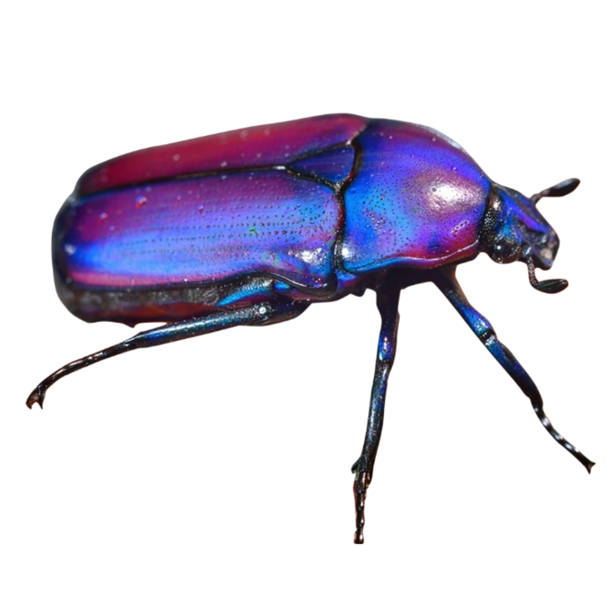 blue critter