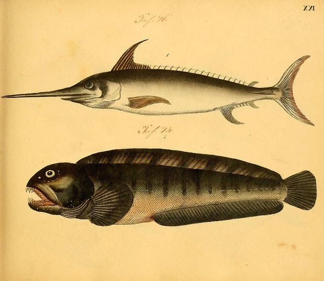 wapiti3:  Natural History in pictures with text (1819) on Flickr.Via Flickr: Author: