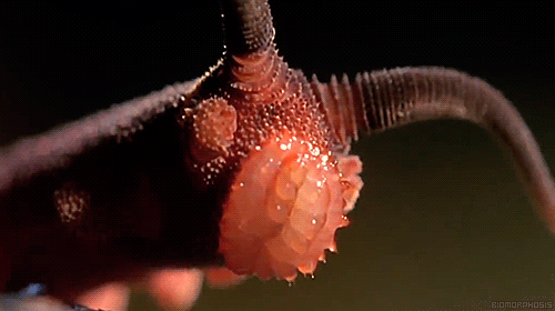 datdonk:  stickysheep:  binxyyy:  jestre:  biomorphosis:  Velvet worm, once thought to be extinct is a fascinating ancient, caterpillar-like animals that have changed little over the last 400 million years. Don’t let the downy appearance of the velvet