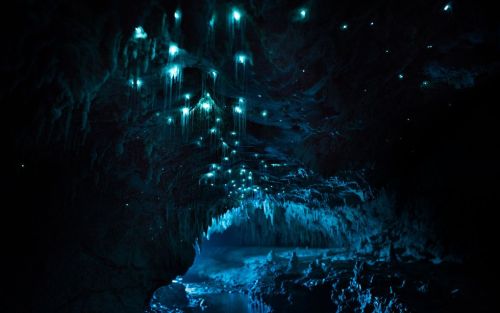 wearewakanda:  Bioluminescent glow worms adult photos