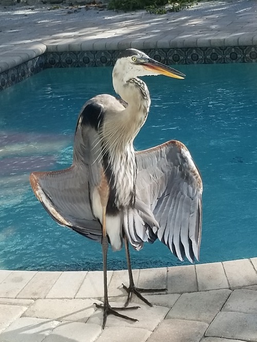 thetyrannosaur: chickenkeeping: birds are so weird. what is this thing. what is he doing. please I w