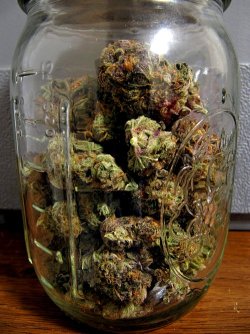 cannabisculturez:  Tired of paying for your