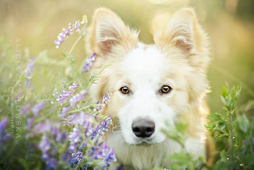 coffee-tea-and-sympathy:  Alicja Zmyslowska is a pet photographer based in Poland that takes incredibly vibrant and lively portraits of dogs for a living. 