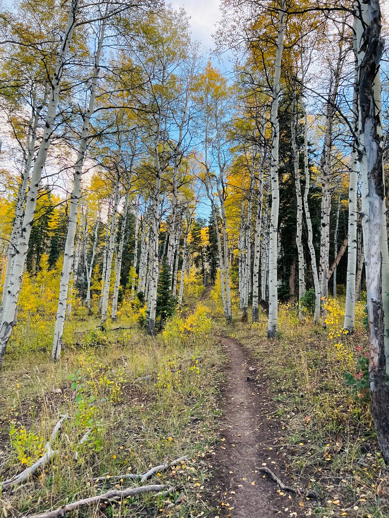 sagebrushandsoil:Hello Autumn 🍂 I love you 