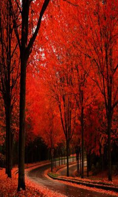 daily-meme:  Red Forest in Sintra,Portugal.http://daily-meme.tumblr.com/