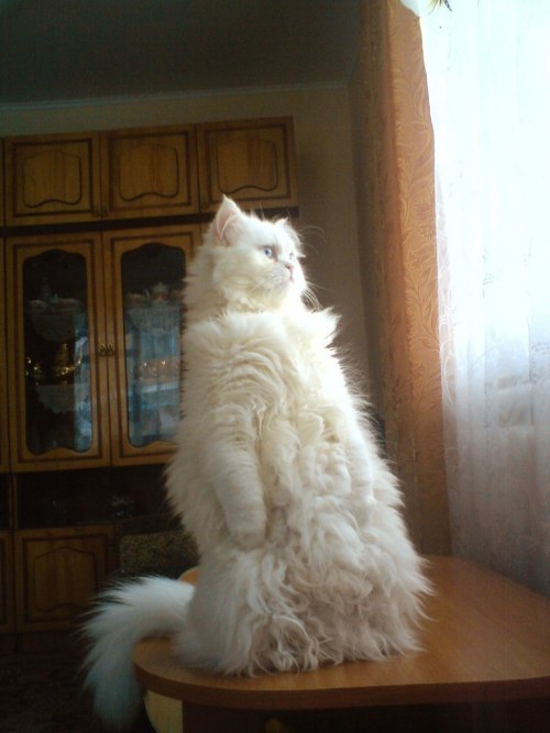 Corporation Cats