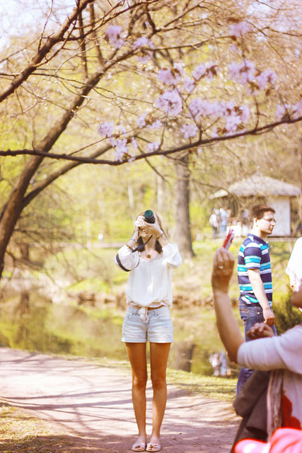 untitled on Flickr.Hanami - お花見 - Cherry-blossom viewing