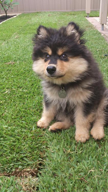 awwww-cute:  Meet Loki; destroyer of shoes, melter of hearts (Source: http://ift.tt/1KOpNQN) 