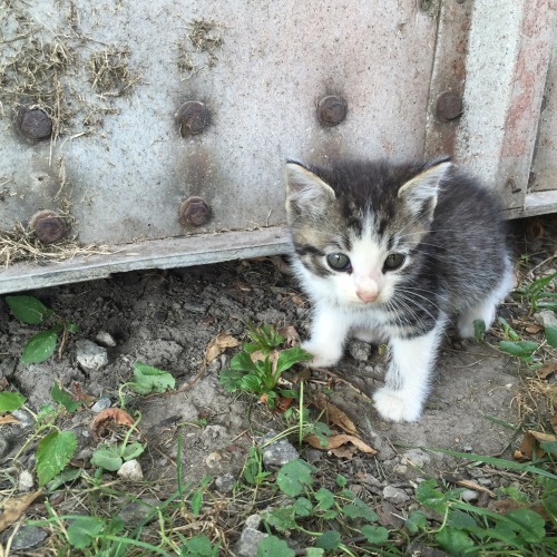 mostlycatsmostly:  (submitted by moon-lit-adventures)