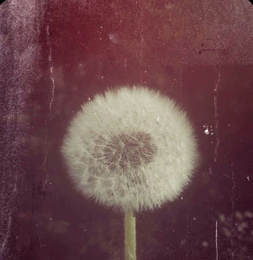 ⠀⠀ ‎❀ ⠀ 🐞 ⠀ ⠀ ⠀ ⠀ ᭄᭡ ⠀ ⠀ ︵︵︵ ྀི